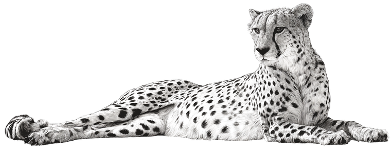 Reclining Cheetah Vinyl Car Decal Sticker – Waterproof & UV-Resistant 2.293333333333333