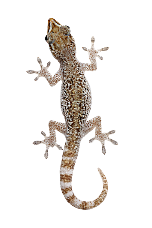 House Gecko Vinyl Car Decal Sticker – Waterproof & UV-Resistant 8.96"