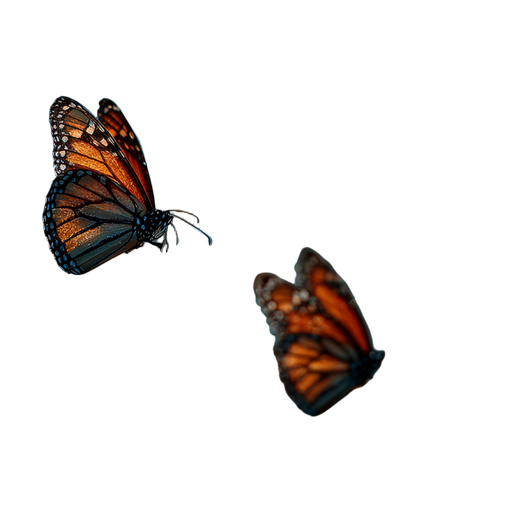 Emerging Butterflies V2 Vinyl Car Decal Sticker – Waterproof & UV-Resistant 3.4133333333333336"