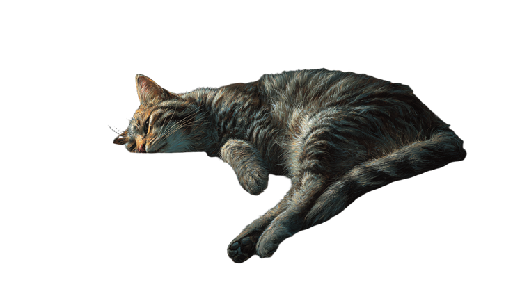 Despairing Tabby Cat Vinyl Car Decal Sticker – Waterproof & UV-Resistant 2.72"