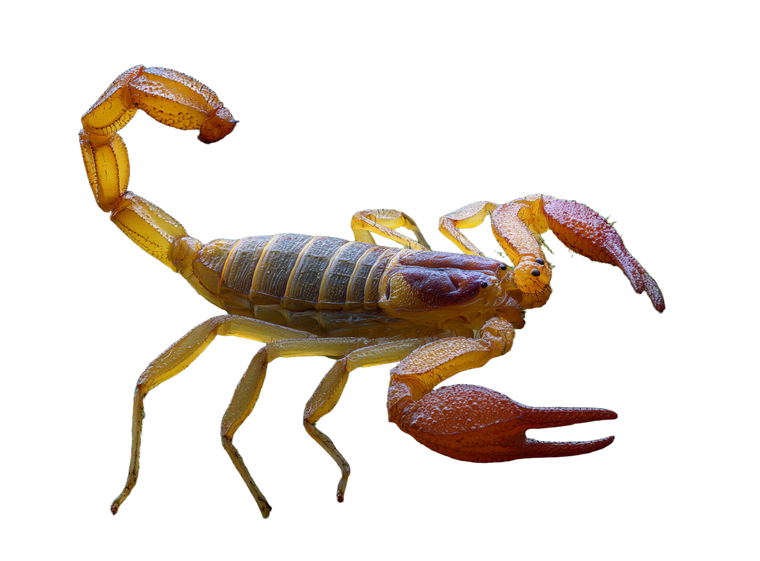 Scorpion On Moss Vinyl Car Decal Sticker – Waterproof & UV-Resistant 3.1466666666666665"