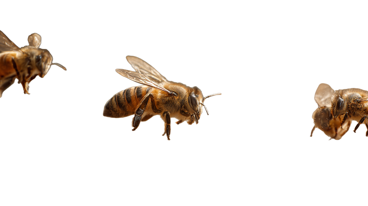 Worker Bees Collecting Vinyl Car Decal Sticker – Waterproof & UV-Resistant 2.72"