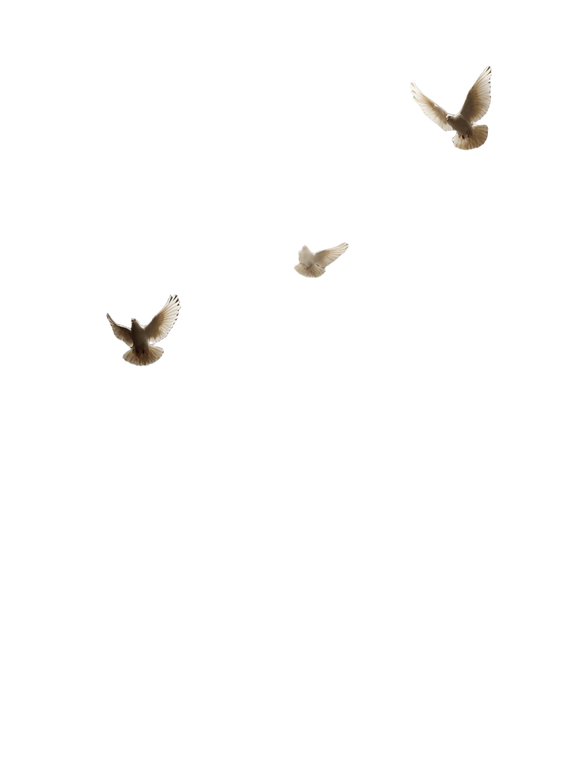 Ascending Doves Vinyl Car Decal Sticker – Waterproof & UV-Resistant 8.213333333333333"