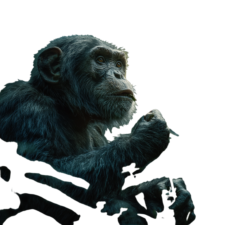 Wild Chimpanzee Vinyl Car Decal Sticker – Waterproof & UV-Resistant 6.826666666666667"