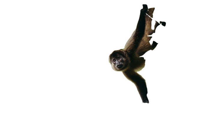 Jungle Monkey V2 Vinyl Car Decal Sticker – Waterproof & UV-Resistant 2.72"