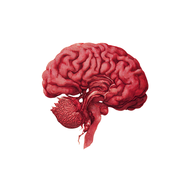 Illustrated Brain V2 Vinyl Car Decal Sticker – Waterproof & UV-Resistant 3.4133333333333336"