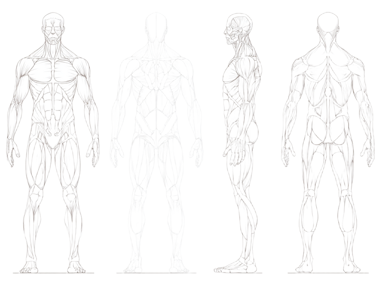 Anatomical Body Silhouette Vinyl Car Decal Sticker – Waterproof & UV-Resistant 6.1866666666666665"