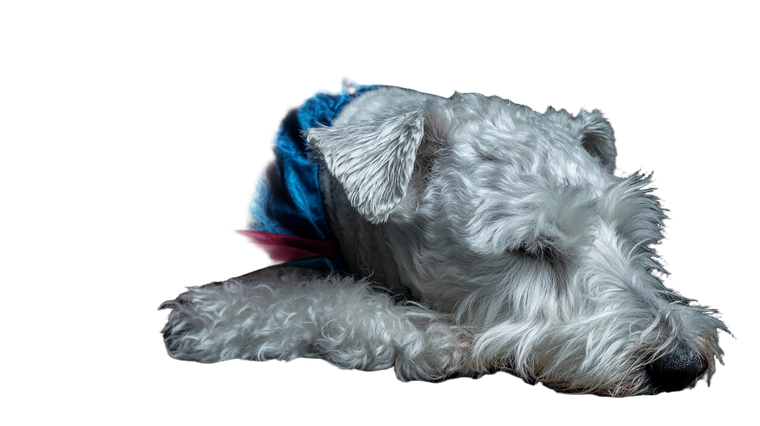 Sleeping Superdog Krypto Vinyl Car Decal Sticker – Waterproof & UV-Resistant 2.72"