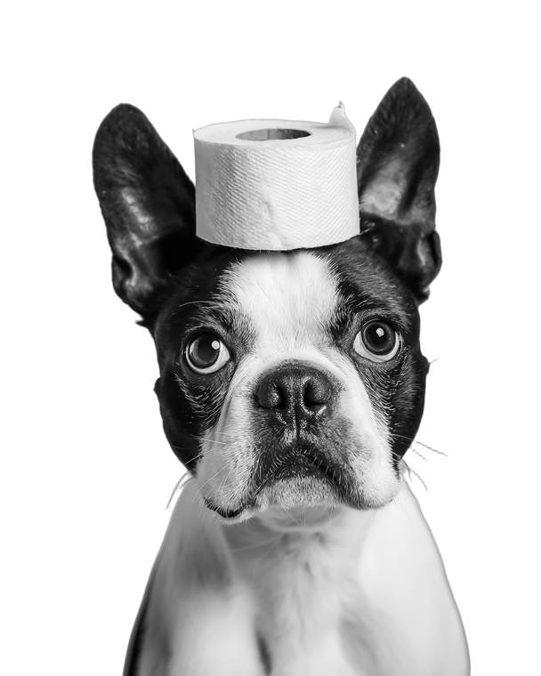 Boston Terrier Fun Vinyl Car Decal Sticker – Waterproof & UV-Resistant 4.0"