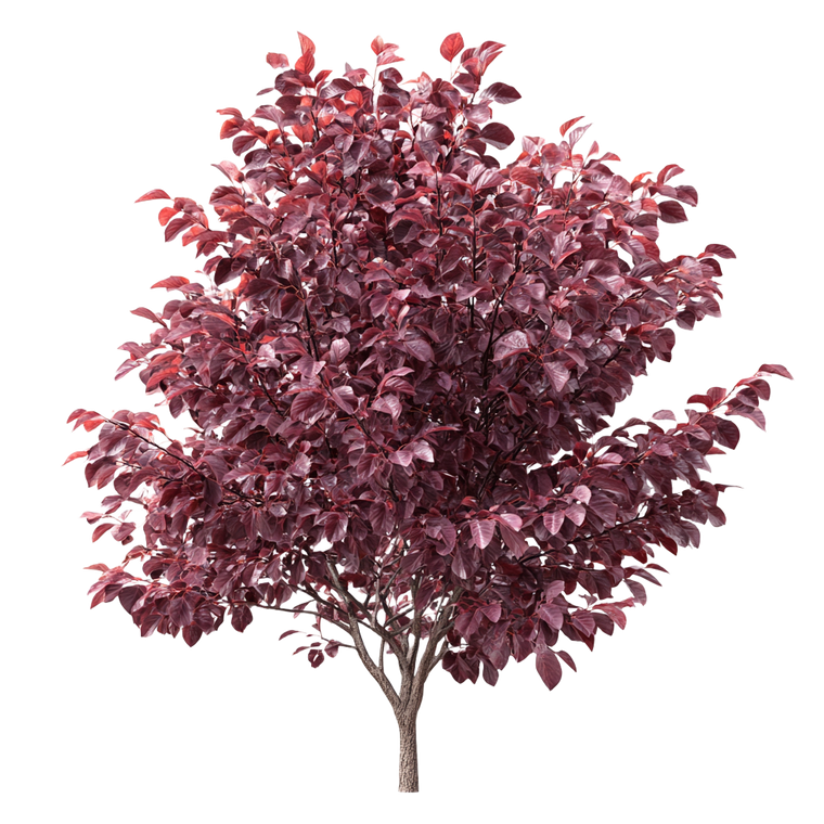 Bird Cherry Tree Vinyl Car Decal Sticker – Waterproof & UV-Resistant 6.826666666666667"