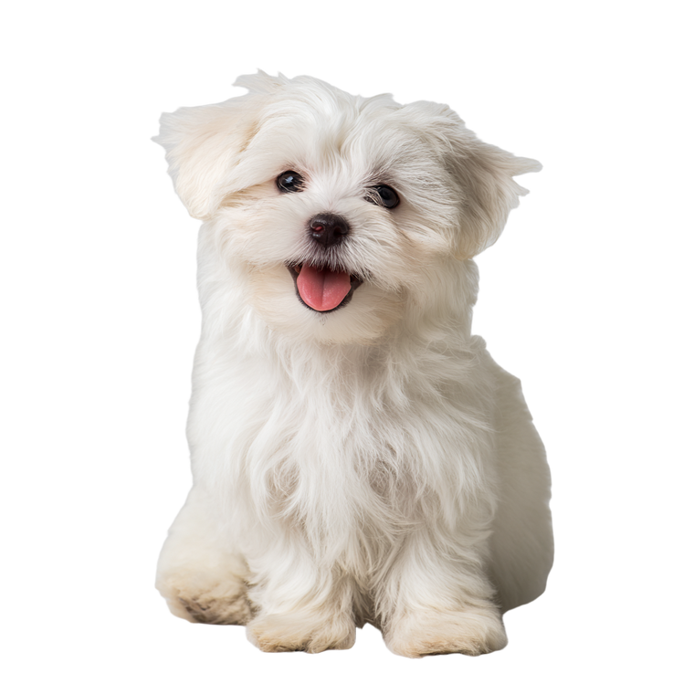 Cute Maltese Puppy V4 Vinyl Car Decal Sticker – Waterproof & UV-Resistant 6.826666666666667"