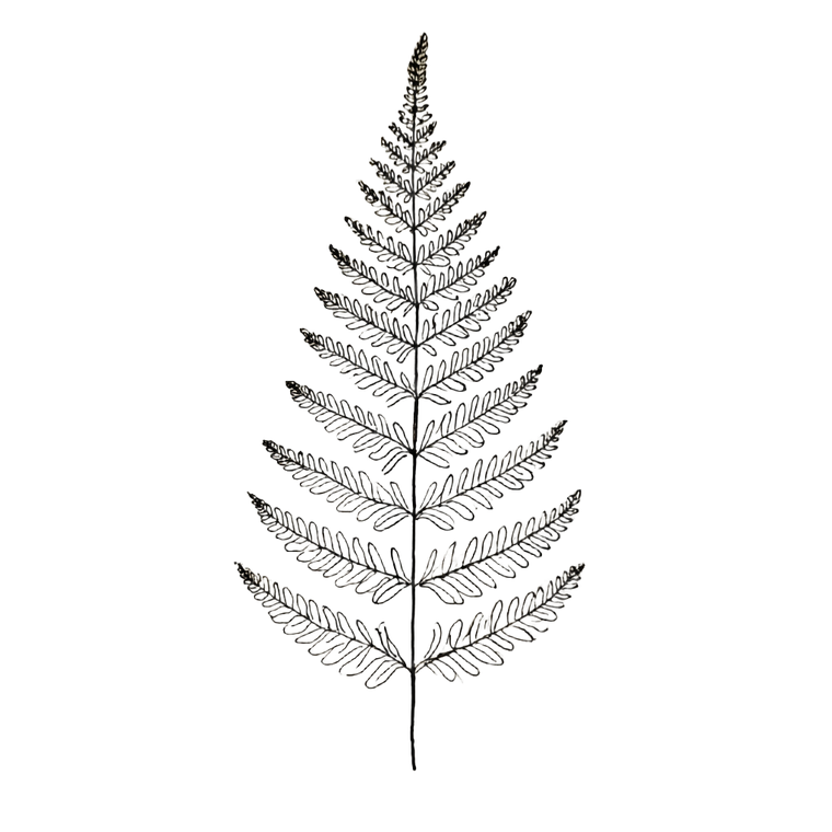 Fern Leaf Drawing Vinyl Car Decal Sticker – Waterproof & UV-Resistant 3.4133333333333336"