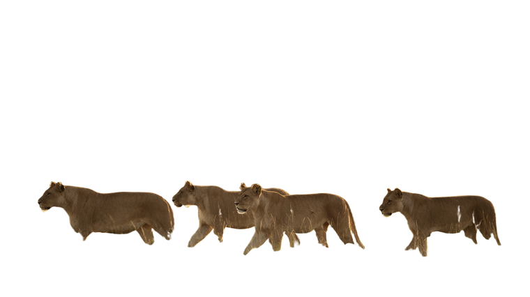 Lionesses On Hunt V2 Vinyl Car Decal Sticker – Waterproof & UV-Resistant 5.4