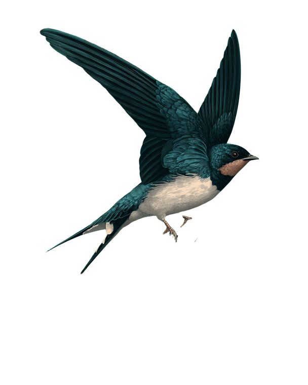 Flying Swallow Illustration V2 Vinyl Car Decal Sticker – Waterproof & UV-Resistant 8.0"