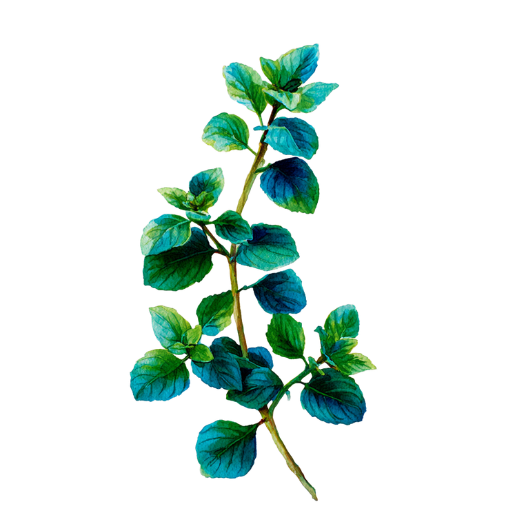 Mint Leaves Painting Vinyl Car Decal Sticker – Waterproof & UV-Resistant 3.4133333333333336"