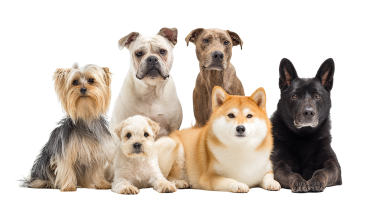 Diverse Dog Group V3 Vinyl Car Decal Sticker – Waterproof & UV-Resistant 2.72"