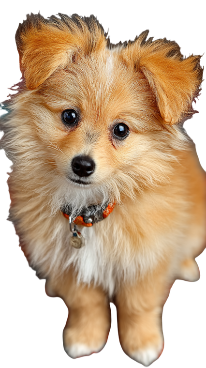 Cute Pomeranian Puppy V3 Vinyl Car Decal Sticker – Waterproof & UV-Resistant 9.706666666666667"