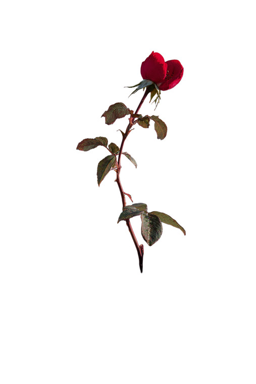 Rose Through Concrete Vinyl Car Decal Sticker – Waterproof & UV-Resistant 4.4