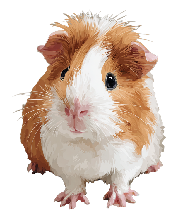 Guinea Pig Art Vinyl Car Decal Sticker – Waterproof & UV-Resistant 4.0"
