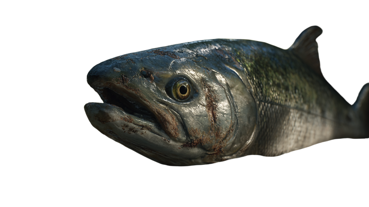 Wise Pacific Salmon Vinyl Car Decal Sticker – Waterproof & UV-Resistant 5.4