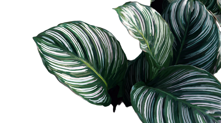 Calathea Leaves Close-Up Vinyl Car Decal Sticker – Waterproof & UV-Resistant 2.72"
