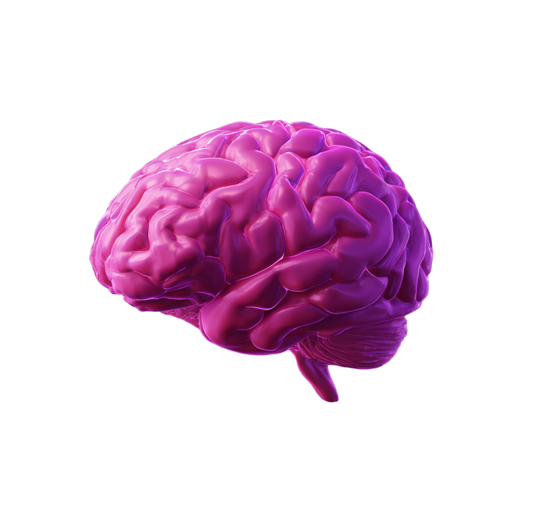 3D Brain Rendering Vinyl Car Decal Sticker – Waterproof & UV-Resistant 6.826666666666667"