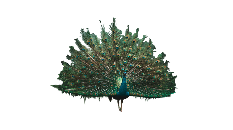 Dancing Peacock V2 Vinyl Car Decal Sticker – Waterproof & UV-Resistant 5.4