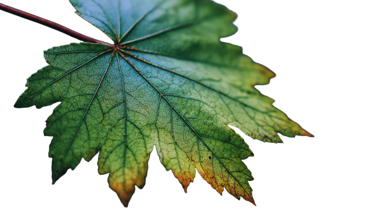 Maple Leaf Close-Up Vinyl Car Decal Sticker – Waterproof & UV-Resistant 5.4