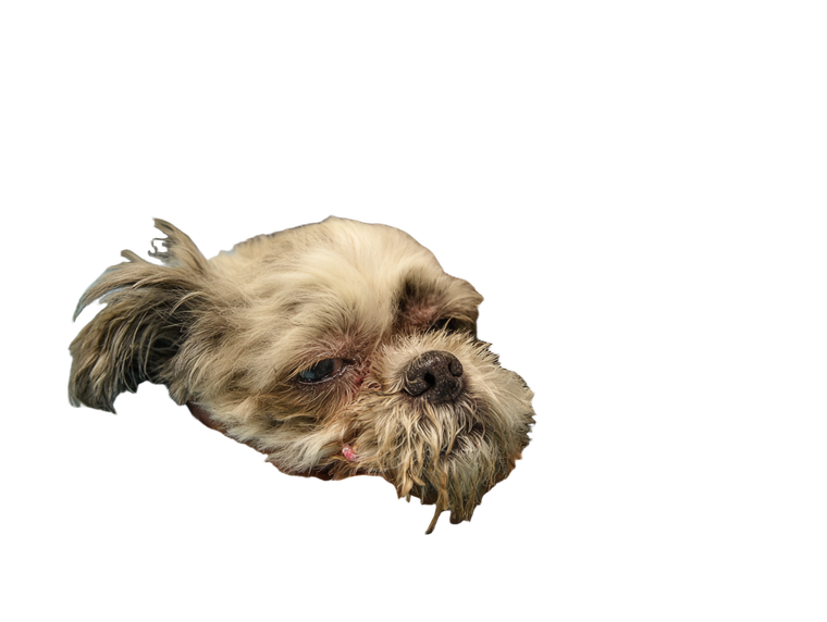 Dying Shih Tzu Vinyl Car Decal Sticker – Waterproof & UV-Resistant 6.1866666666666665"