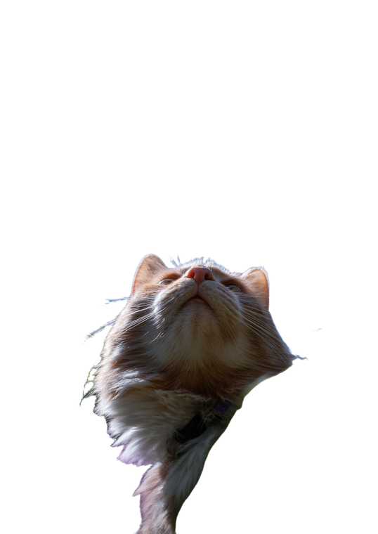 Skyward Gazing Cat V2 Vinyl Car Decal Sticker – Waterproof & UV-Resistant 4.373333333333333"