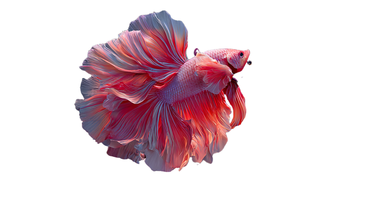 Vibrant Betta Fish V4 Vinyl Car Decal Sticker – Waterproof & UV-Resistant 5.4