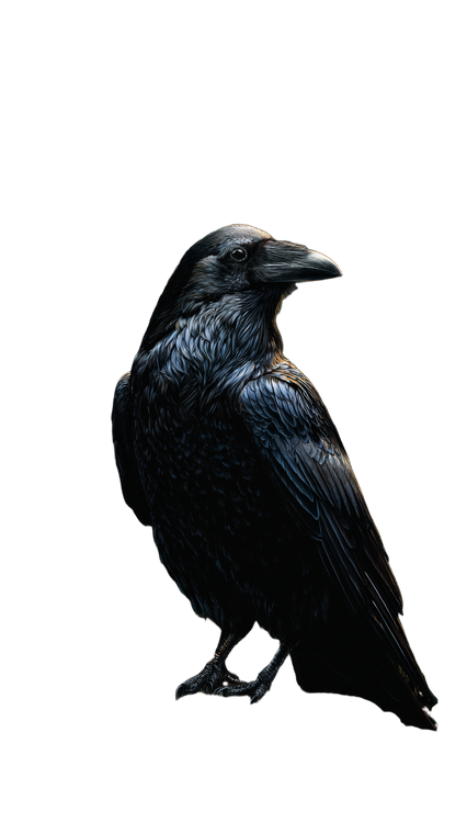 Large Raven Vinyl Car Decal Sticker – Waterproof & UV-Resistant 9.706666666666667"