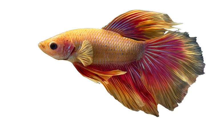Vibrant Betta Fish V5 Vinyl Car Decal Sticker – Waterproof & UV-Resistant 5.4