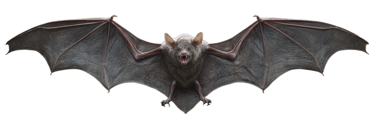 Vampire Bat Art Vinyl Car Decal Sticker – Waterproof & UV-Resistant 2.1333333333333333"