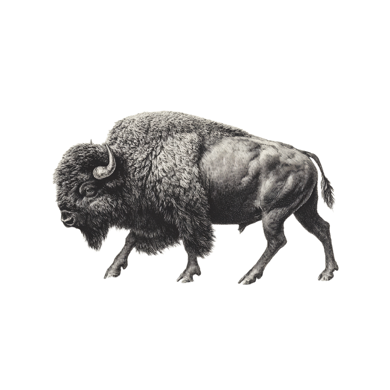 Bison Engraving Vinyl Car Decal Sticker – Waterproof & UV-Resistant 6.826666666666667"