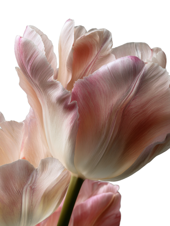 Pink Tulip Close-Up V2 Vinyl Car Decal Sticker – Waterproof & UV-Resistant 8.213333333333333"