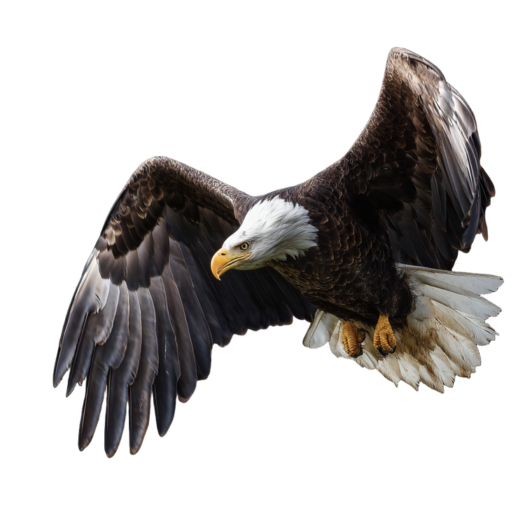 Bald Eagle Flying V8 Vinyl Car Decal Sticker – Waterproof & UV-Resistant 3.4133333333333336"