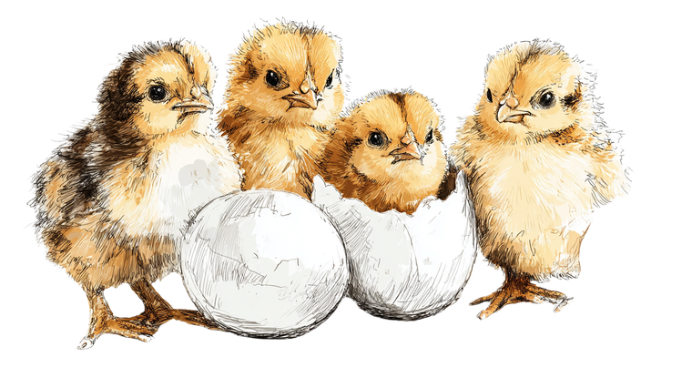 Fluffy Baby Chicks V2 Vinyl Car Decal Sticker – Waterproof & UV-Resistant 2.72"