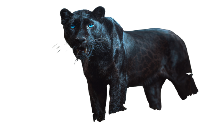 Magical Saber Panther Vinyl Car Decal Sticker – Waterproof & UV-Resistant 5.4
