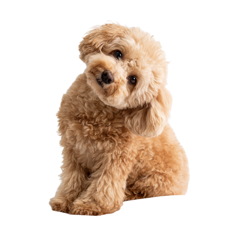 Toy Poodle Scratching Vinyl Car Decal Sticker – Waterproof & UV-Resistant 6.826666666666667"