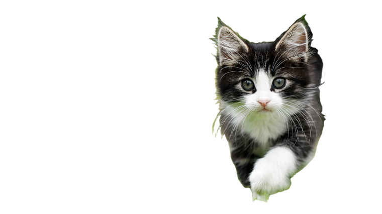 Striped Kitten Running Vinyl Car Decal Sticker – Waterproof & UV-Resistant 5.4
