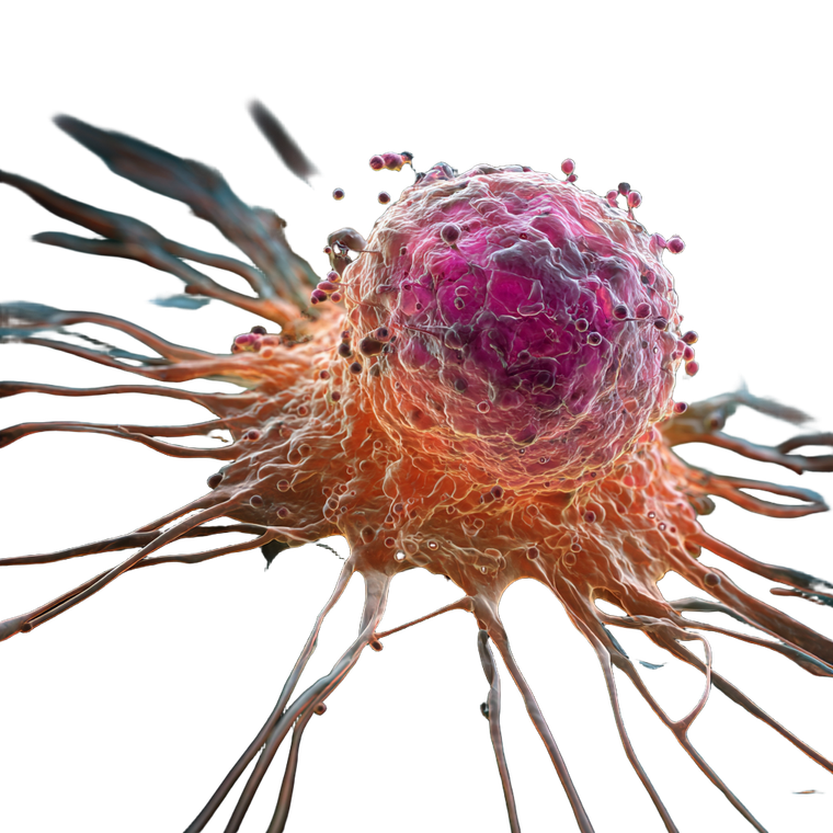 Cancer Cell Death Vinyl Car Decal Sticker – Waterproof & UV-Resistant 3.4133333333333336"