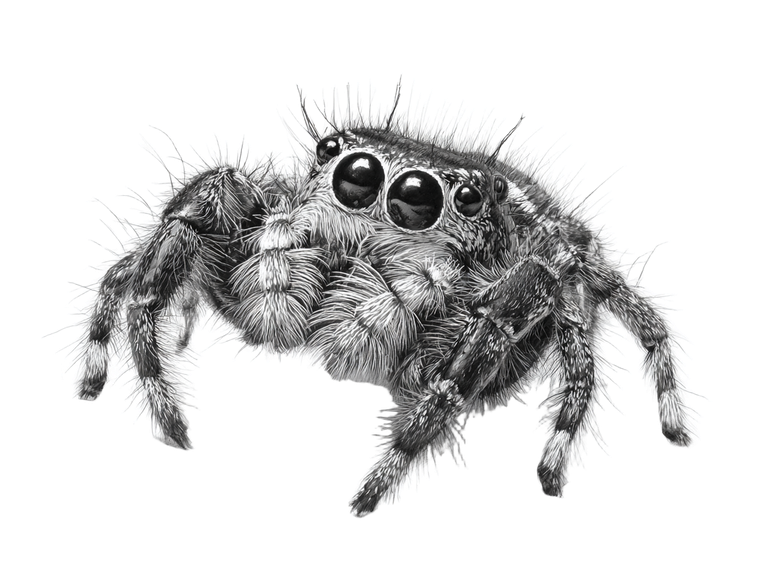 Cute Jumping Spider Vinyl Car Decal Sticker – Waterproof & UV-Resistant 6.1866666666666665"