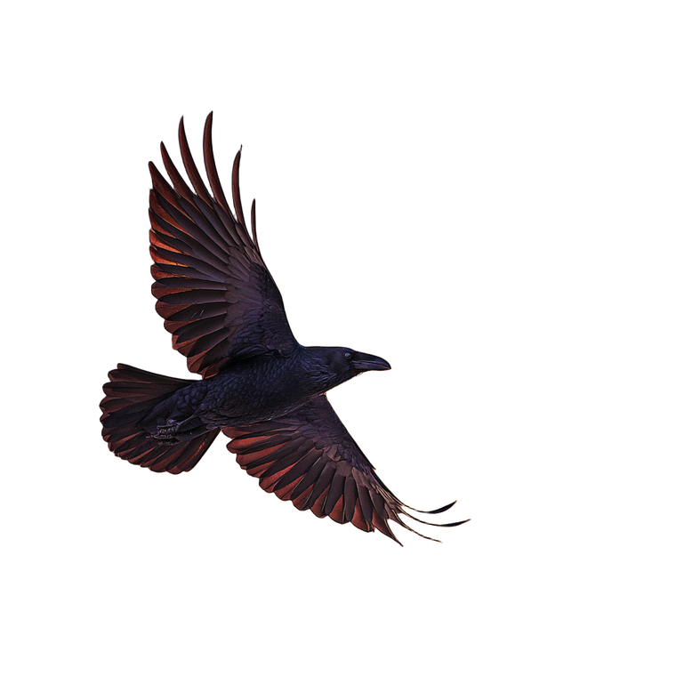 Fiery Magical Raven Vinyl Car Decal Sticker – Waterproof & UV-Resistant 3.4133333333333336"