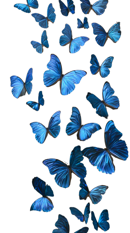 Blue Morpho Butterflies V5 Vinyl Car Decal Sticker – Waterproof & UV-Resistant 9.706666666666667"