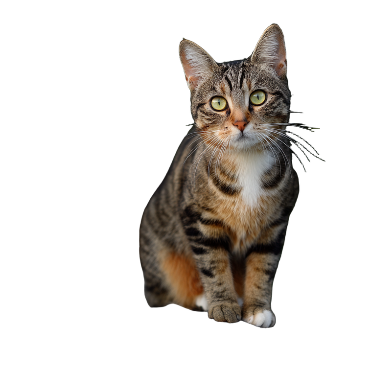 Cat V9 Vinyl Car Decal Sticker – Waterproof & UV-Resistant 3.4133333333333336"