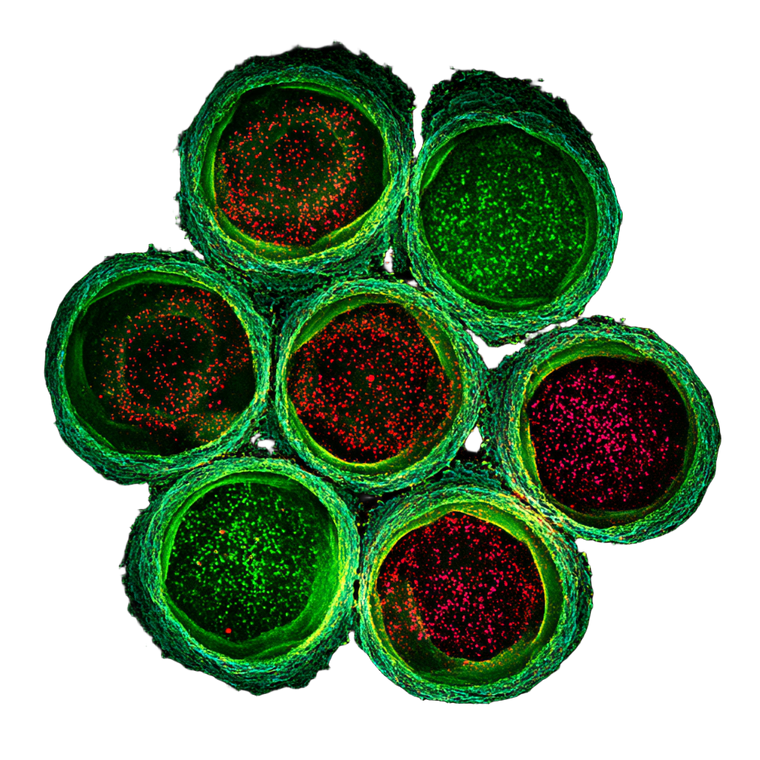 Progenitor Cells Image V2 Vinyl Car Decal Sticker – Waterproof & UV-Resistant 6.826666666666667"