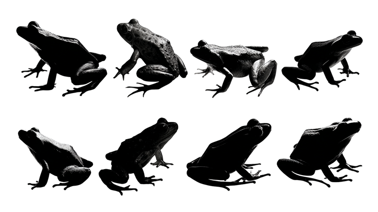 Frog Silhouettes Illustration Vinyl Car Decal Sticker – Waterproof & UV-Resistant 2.72"