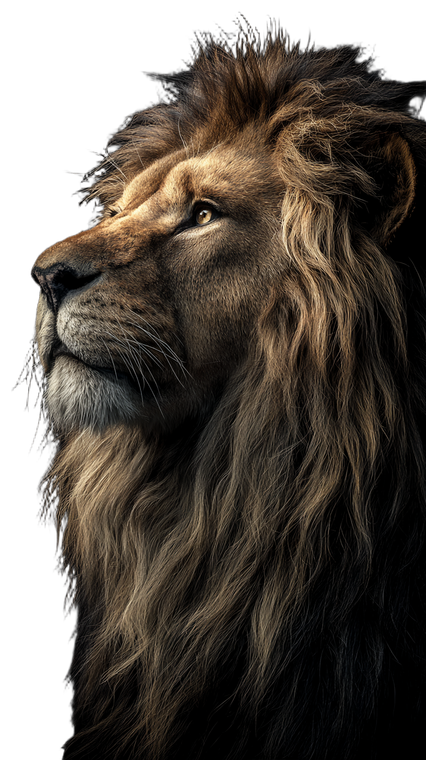 Majestic Lion Portrait V20 Vinyl Car Decal Sticker – Waterproof & UV-Resistant 4.8533333333333335"