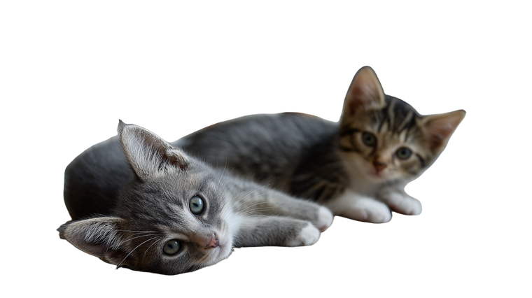 Playing Kittens V8 Vinyl Car Decal Sticker – Waterproof & UV-Resistant 5.4